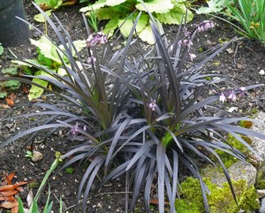 Konwalnik (Ophiopogon planiscapus) Niger, czarna trawa sadzonka