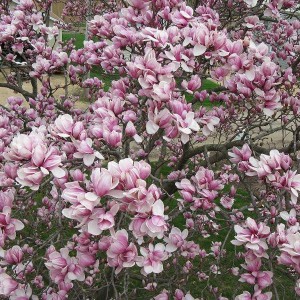 Magnolia pośrednia (Magnolia soulangeana) Satisfaction rewelacyjna c2 35-45 cm