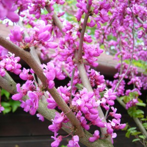 Judaszowiec kanadyjski (Cercis canad.) 50-70cm p11