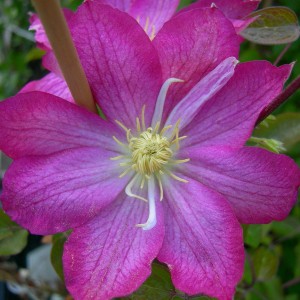 Powojnik (Clematis) Asao c2 50-80cm