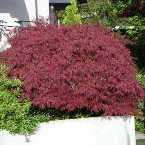 Klon palmowy (Acer palm.) Dissectum Garnet 50-60cm c3
