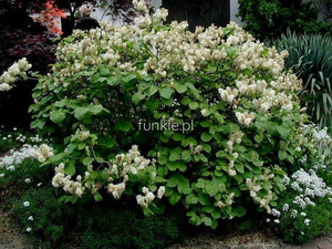 fothergilla gardenii - Fotergilla Gardena sadzonka