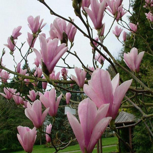 Magnolia George Henry Kern - do małych ogrodów c4 80-100cm