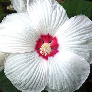 Hibiskus bylinowy (Hibiscus moscheutos) Nippon White sadzonka  