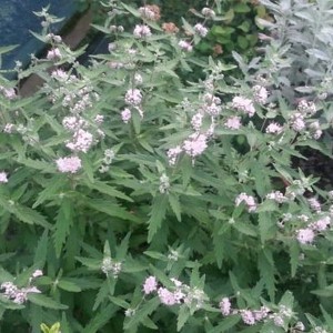 Barbula (Caryopteris clandonensis) Pink Perfection c1 40-50 cm