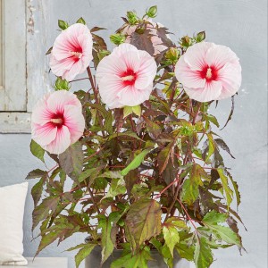 Hibiskus bylinowy (Hibiscus moscheutos) Carousel Pink Candy sadzonka