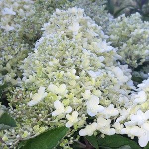 Hortensja bukietowa (Hydrangea) Luna c2 40-60cm