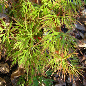Klon palmowy szczepiony(Acer palm.) Emerald Lace c2 60-80 cm