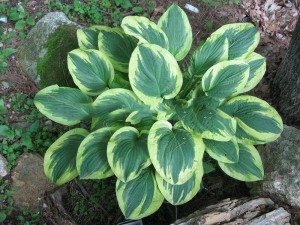 funkia - (Hosta) Mildred Seaver sadzonka