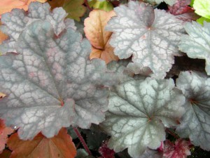 żurawka - Heuchera Midnight Bayou