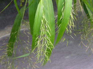 Trawa bambusowa (Hakonechloa macra) zielona Greenhills