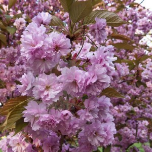 Wiśnia piłkowana (Prunus serrulata)  Kanzan 100cm