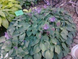 Funkia (Hosta) Hadspen Blue sadzonka