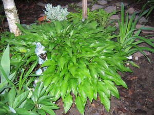 funkia - Hosta Lancifolia