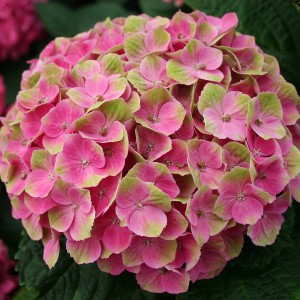 Hortensja ogrodowa (Hydrangea) Amethyst seria Magical p11 20-30cm