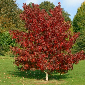 Ambrowiec balsamiczny amerykański (Liquidambar) Worplesdon c2 80-100cm