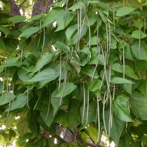Katalpa, surmia Ovata (Catalpa bignonioides) surmia zwyczajna c10 180-200cm
