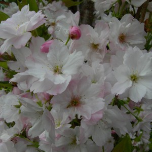 Wiśnia piłkowana (Prunus serrulata) Amanogawa c5 ok.60-80 cm