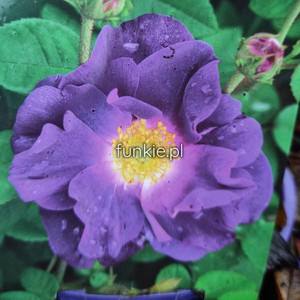 Róża krzewiasta (Rosa) Merveille 90-100 cm c2