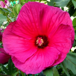 Hibiskus bylinowy (Hibiscus) Sultry Kiss sadzonka