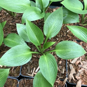 Funkia (Hosta) Devon Green sadzonka