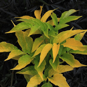 Bez czarny (Sambucus nigra) Aurea 180 cm