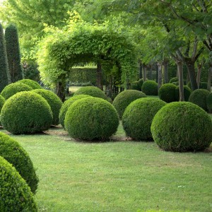 Bukszpan (Buxus sempervirens) c2 - 1 sadzonka