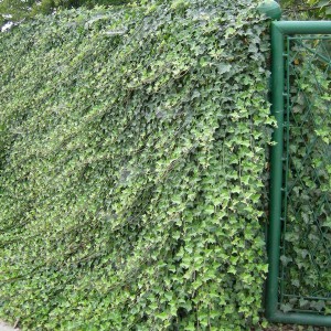 Bluszcz irlandzki (Hedera hibernica) ok.40-50 cm c2