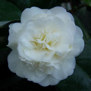Kamelia japońska (Camellia japonica) Nobilissima biała c1,5 80-110cm
