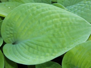 Funkia (Hosta) Abiqua Ariel sadzonka