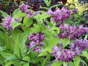 Żylistek (Deutzia) Strawberry Fields c2 50-60 cm