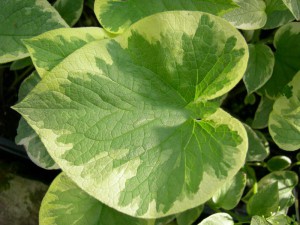 brunera wielkolistna - Brunnera macrophylla Hadspen Cream