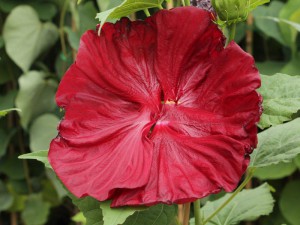 hibiskus bylinowy Robert Fleming Hibiscus moscheutos poj. 2-litr