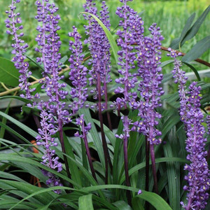 Liriope szafirkowe (Liriope muskari) Royal Purple sadzonka