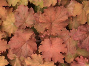 żurawka - Heuchera Kassandra