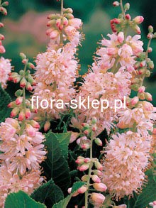 orszelina olcholistna - clethra Pink Spire sadz. 65-90cm