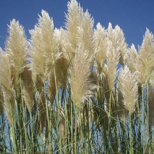 Trawa pampasowa biała (Cortaderia) sadzonka