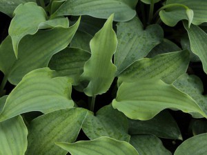 Funkia (Hosta) Sky Dancer sadzonka