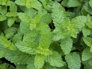 mięta truskawkowa - Mentha Erdbeerminze