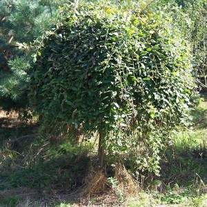 Wierzba całolistna (Salix integra) Pendula na pniu c7,5 130-140cm