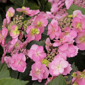 Hortensja ogrodowa (Hydrangea) Cotton Candy c5 50-60cm