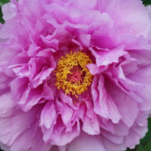 Piwonia drzewiasta (Paeonia suffruticosa) odm. chińska lila sadzonka