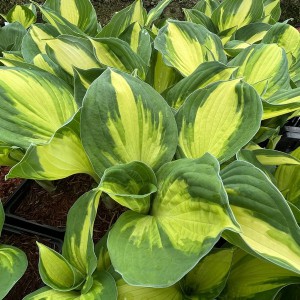 Funkia (Hosta) Color Festival sadzonka