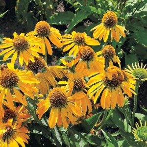Jeżówka purpurowa (Echinacea) Golden Skipper sadzonka