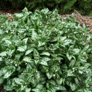 Miodunka (Pulmonaria) Moonshine sadzonka