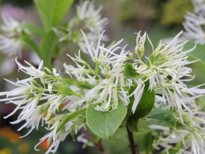śniegowiec wirgininilski - Chionanthus virginicus 4-litr. 45-55