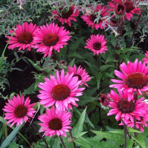 Jeżówka purpurowa (Echinacea) Fatal Attraction sadzonka p12