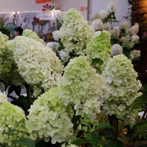 Hortensja bukietowa (Hydrangea) Moonlight c3 30-45cm