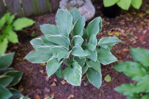 Funkia (Hosta) Tom Schmid sadzonka