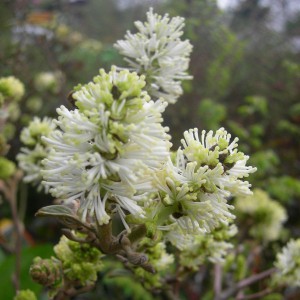 Fotergilla większa (Fothergilla major) c2 60-70cm